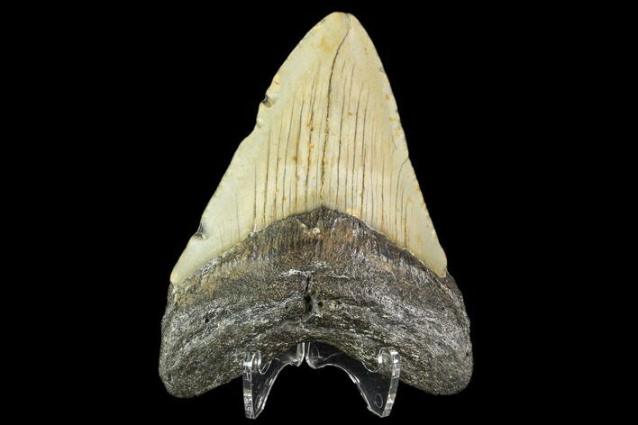 Fossil Megalodon Tooth - North Carolina #109712